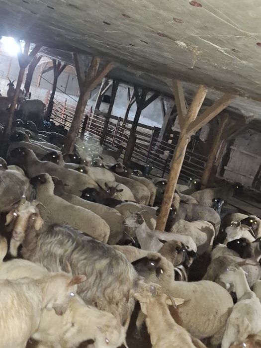 Vând oi și capre