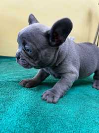 Bulldog francez femela blue