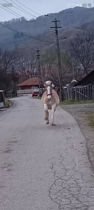 Doua mânze disponibile