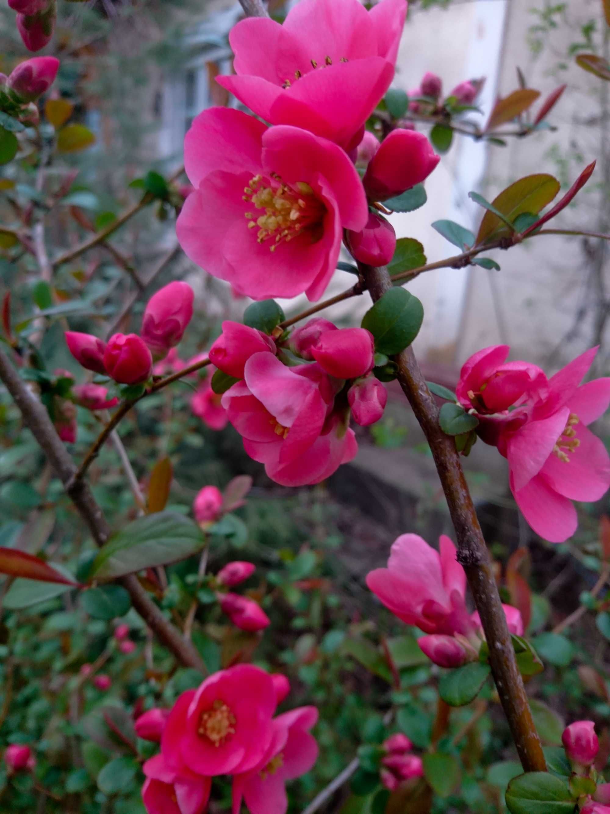 Planta-Floare: Trandafir Japonez Siclam