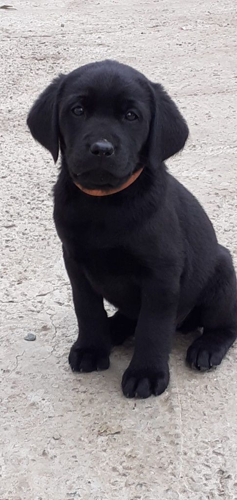 Labrador retriever negru