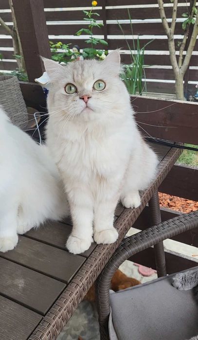 British longhair poze reale
