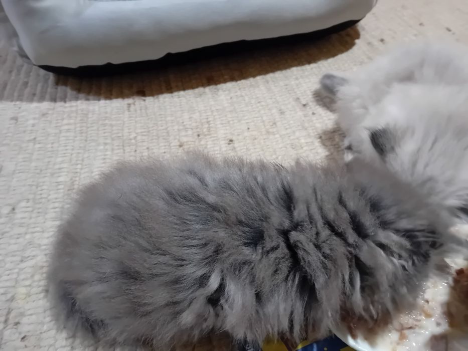 Персийски котки женски и мъжки