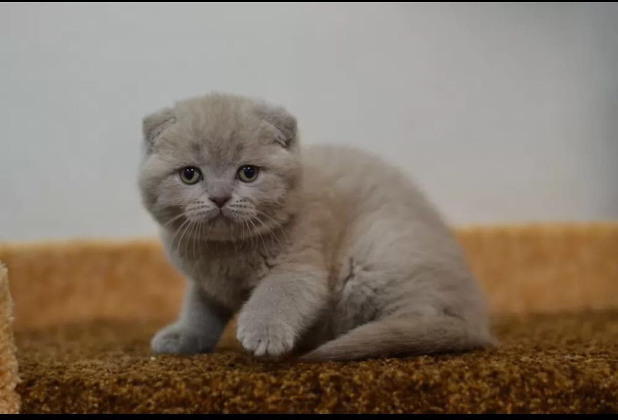 Scottish fold liliac