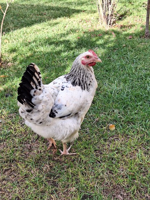 Жужахуроз ва товуклар сотилади