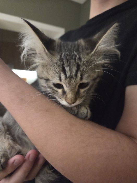 Котёнок, примерно 3 месяца.