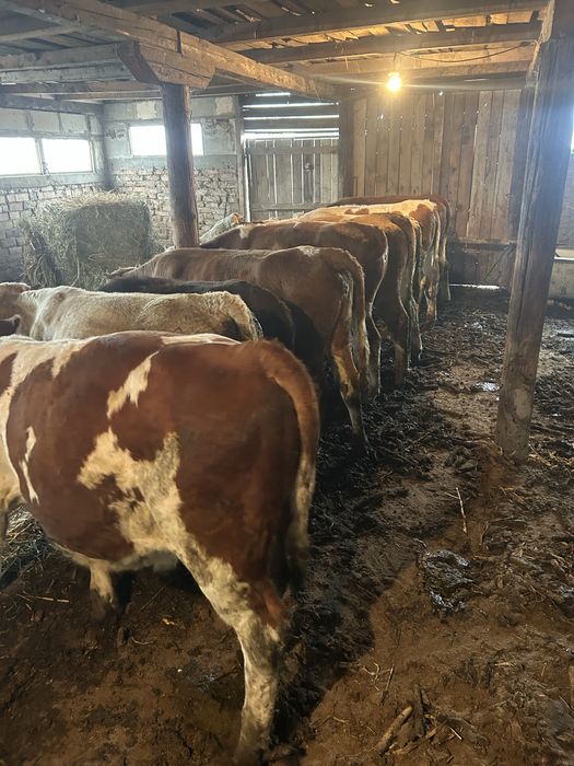 Vand 10 vitei , 6 vitele si 4 taurasi