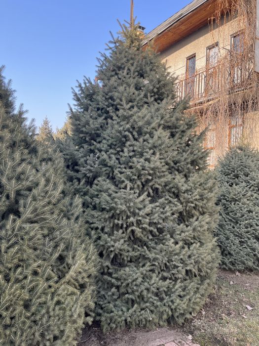 Продам Тянь-Шанские ели