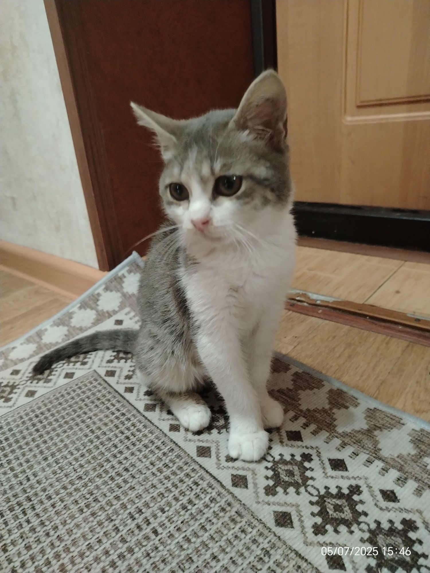 Красотка Ася 3,5 мес. . В любящую семью.