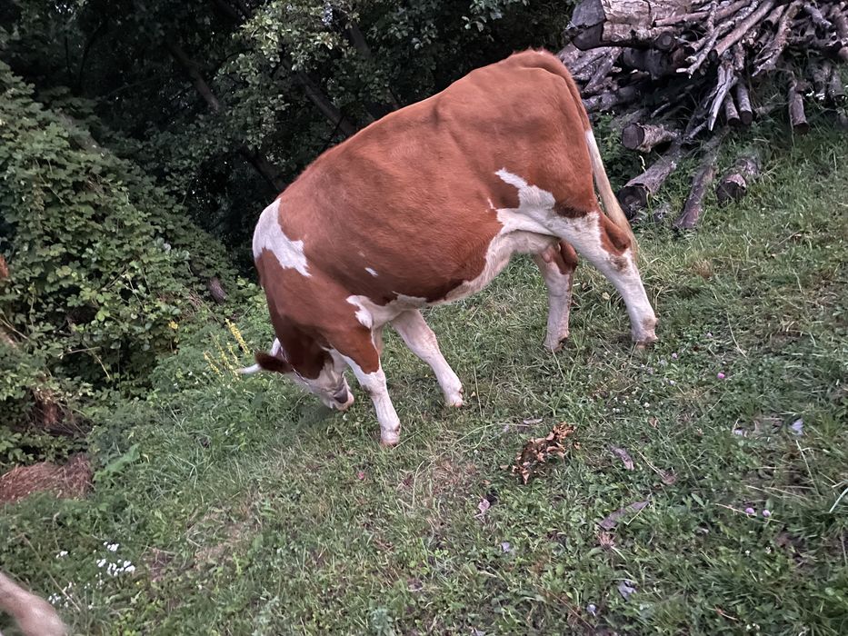 Vand vaca baltata romanesca