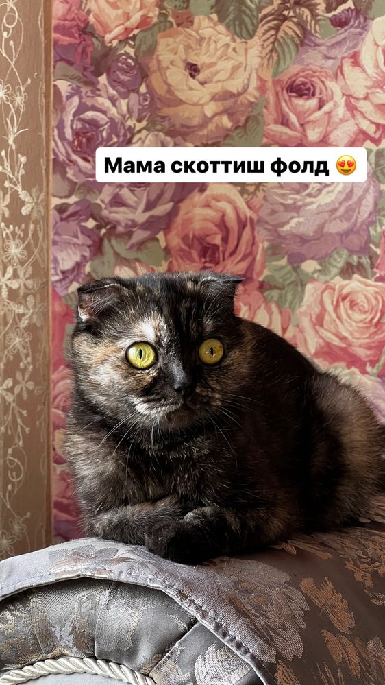 Котята шотландцы