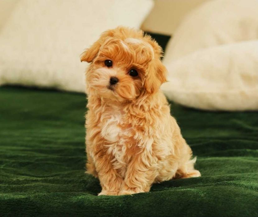 Щенки Мальтипу ф1