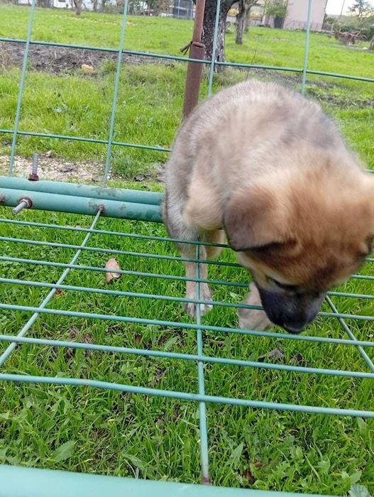 Подарявам маки кученца - Варна