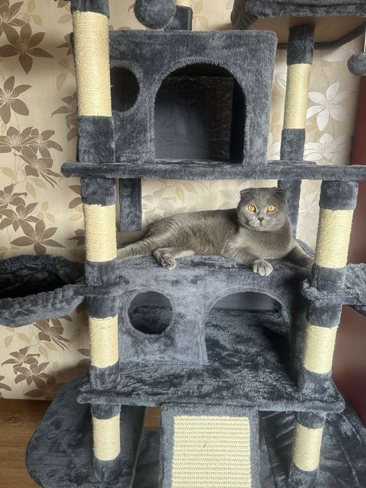 Британска Клепоуха