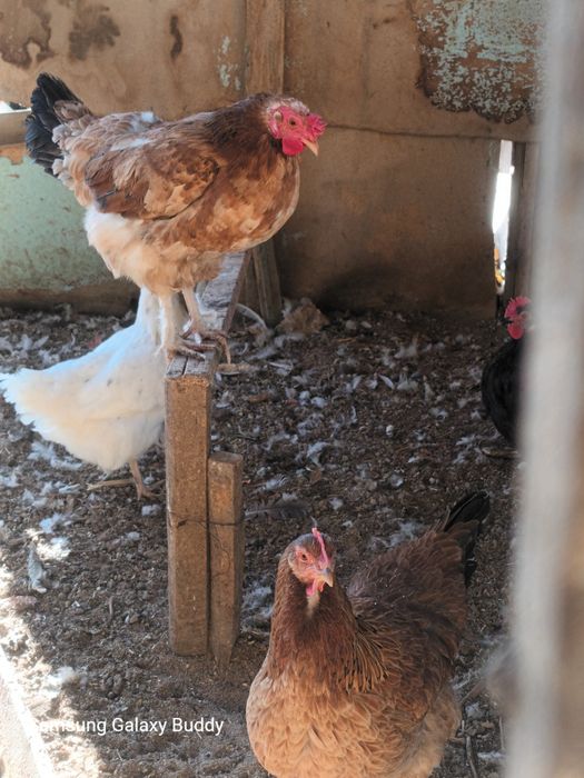 Домашний товуклар сотилади