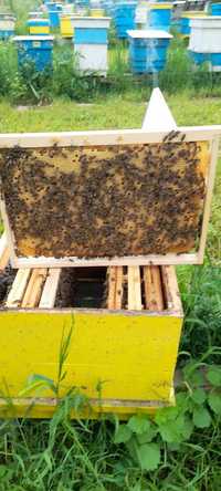 Пчелни отводки лицензиран производител (биологични и конвенционални)