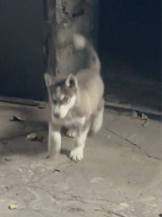 Хаски 3 с половиной мес