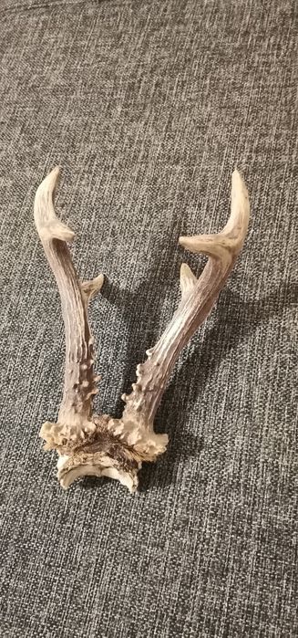 Trofeu coarne caprior