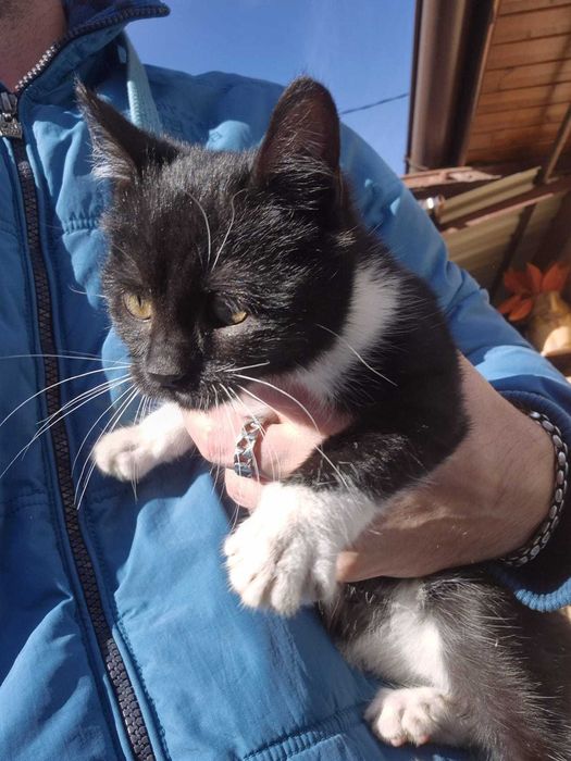 Pisicuță de 2 luni oferită spre adopție – drăgălașă și jucăușă