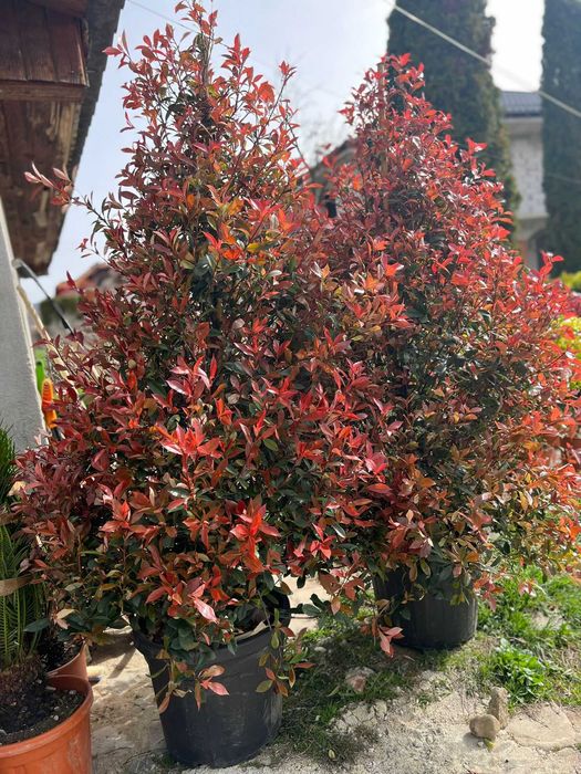 Plante ornamentale elegante alese pentru pasionații de frumos