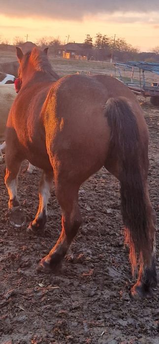 De vanzare  iapa murga