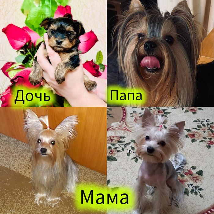 Мини йоркширский терер