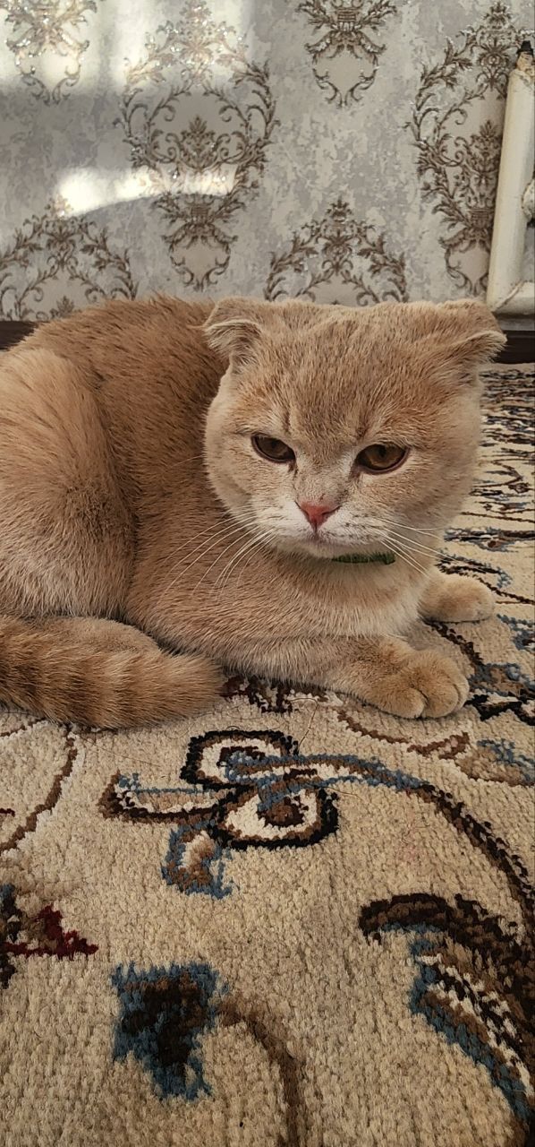 Скотч Мушук кошка