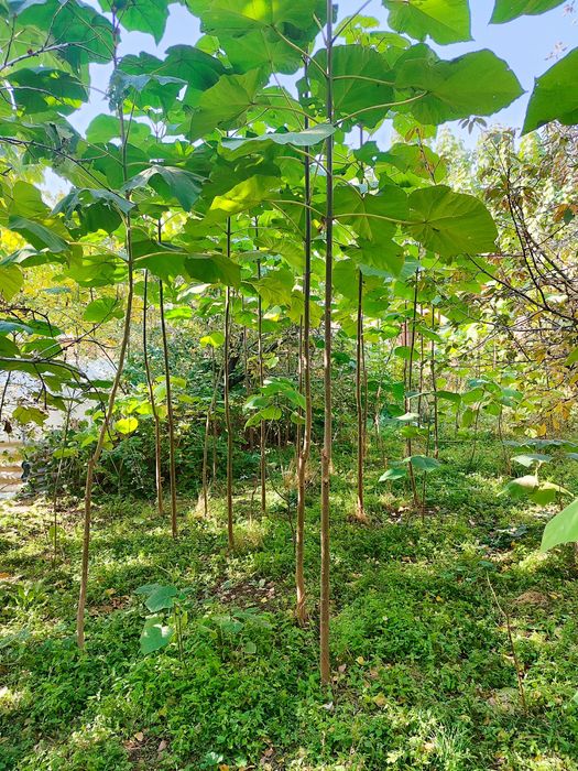 Павлония кучати .