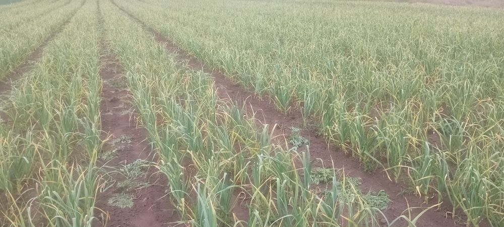 Usturoi de toamnă de vânzare