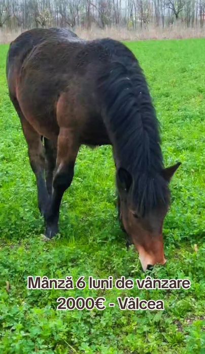 ‼️Manză semigrea de 6 luni ( iapă nu armăsar) foarte blândă‼️