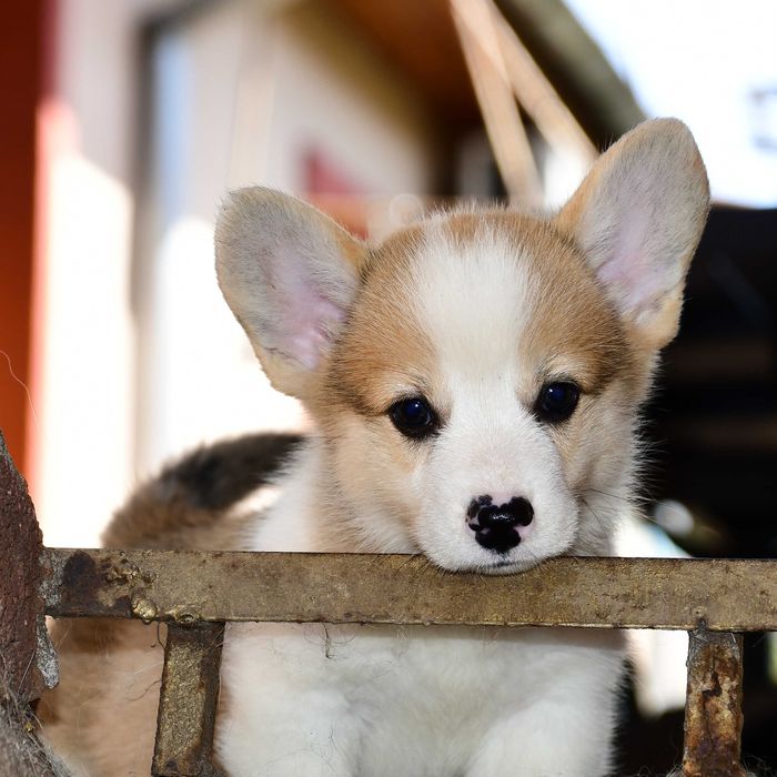 Cățelus Corgi Pembroke – Linie de Sânge de Excepție, crescător cu afix