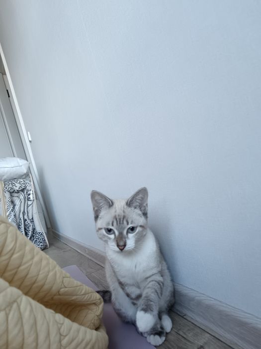 Ищу кошечку для вязки моему домашнему коту!