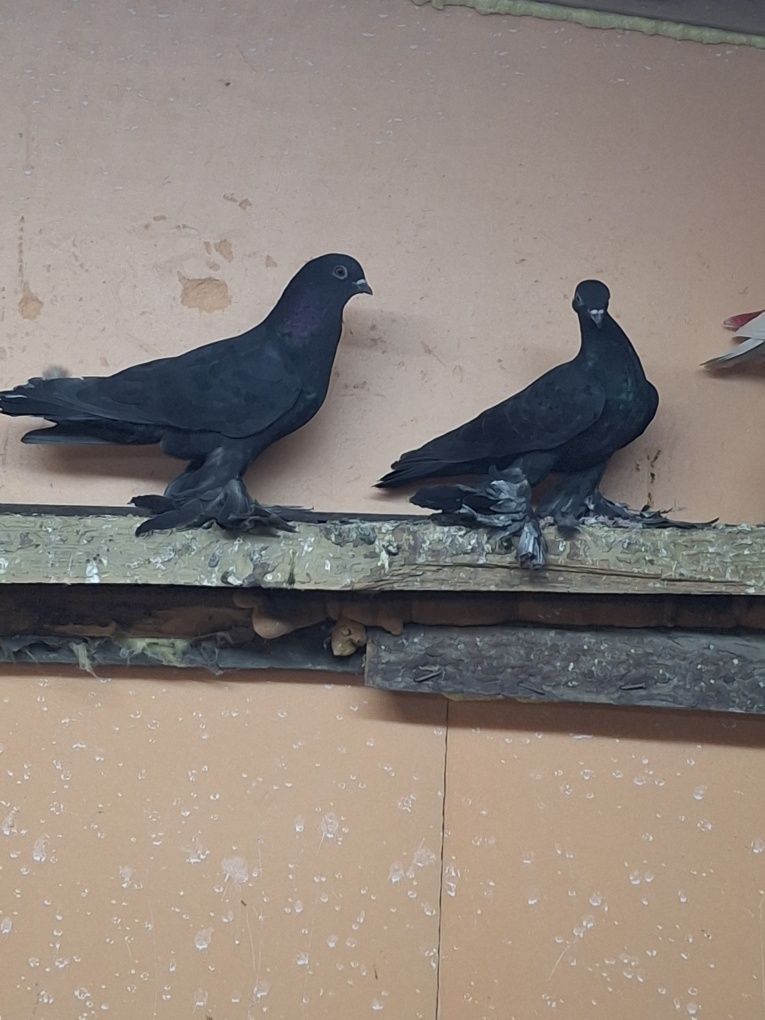 Продам голубей пару жуков