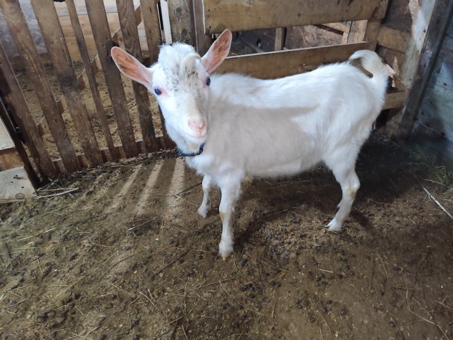 Țap saanen de 9 luni