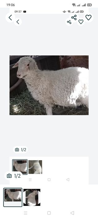 Продам баран город уштобе