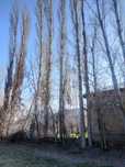 Продается лес 20 штук , адрес Саксон ота интилиш 51 ориентир платина