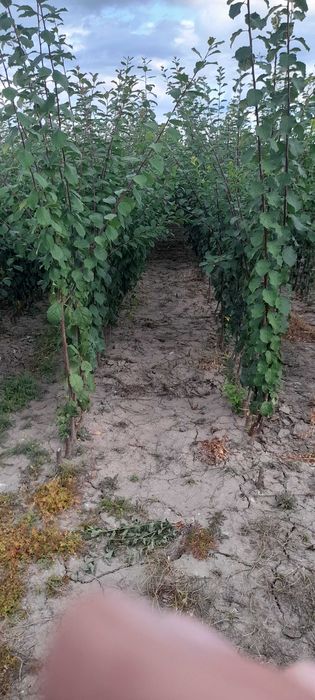 Producator vand pomi fructiferi