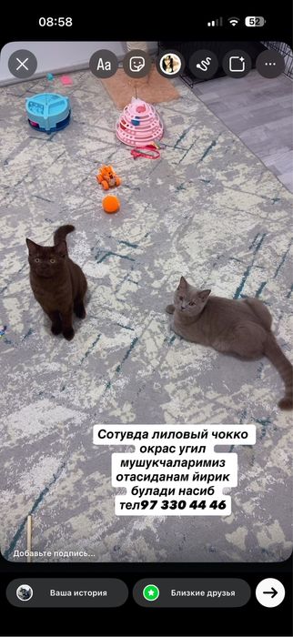 Мушук зотли котики