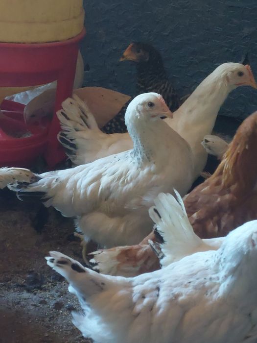 Avem puicute moravia, susex și issabraun și pui de carne