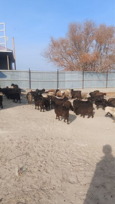 Ешкі, лақ, туша, 1 жылдық лақ