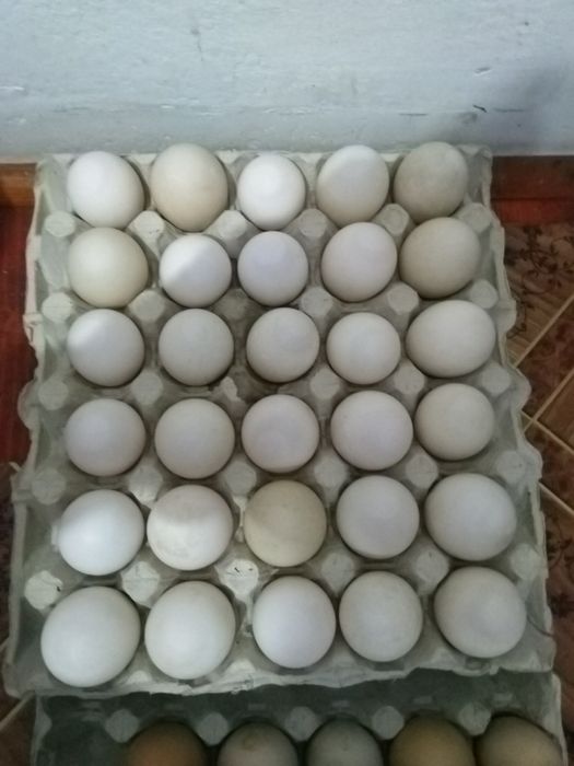 Oua de rață și de găină