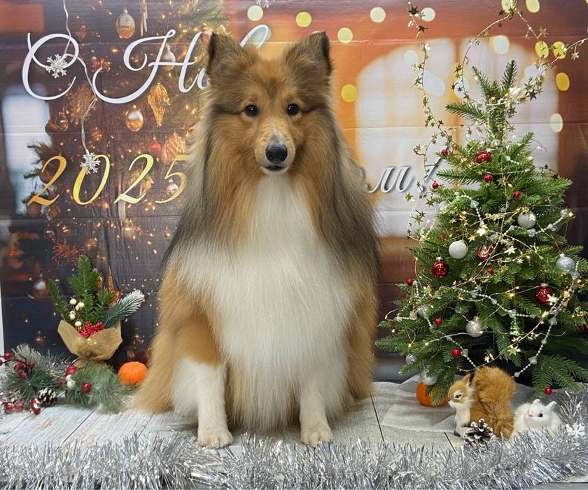 Груминг салон для собак и кошек