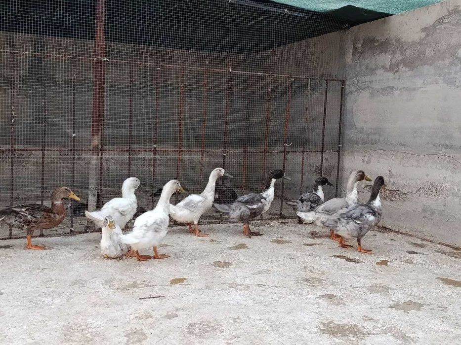 Favorit órdaklar sotiladi 100000 dan