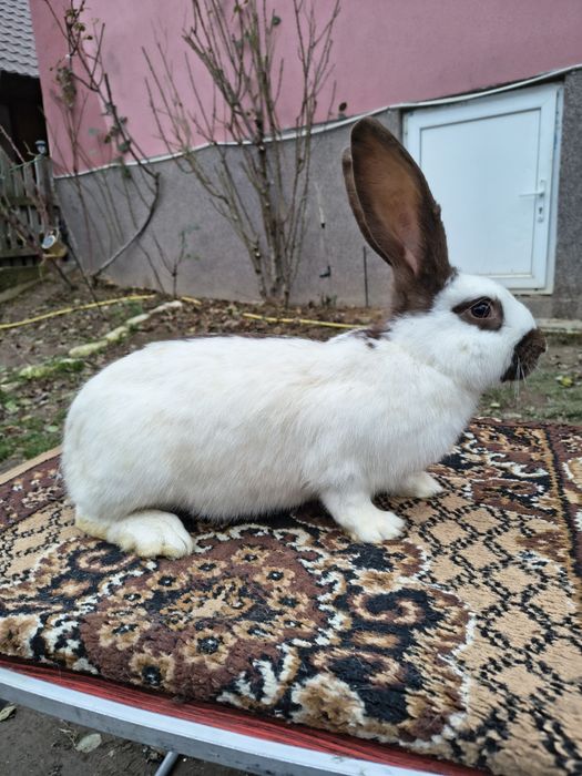 Mascul Pestriț German