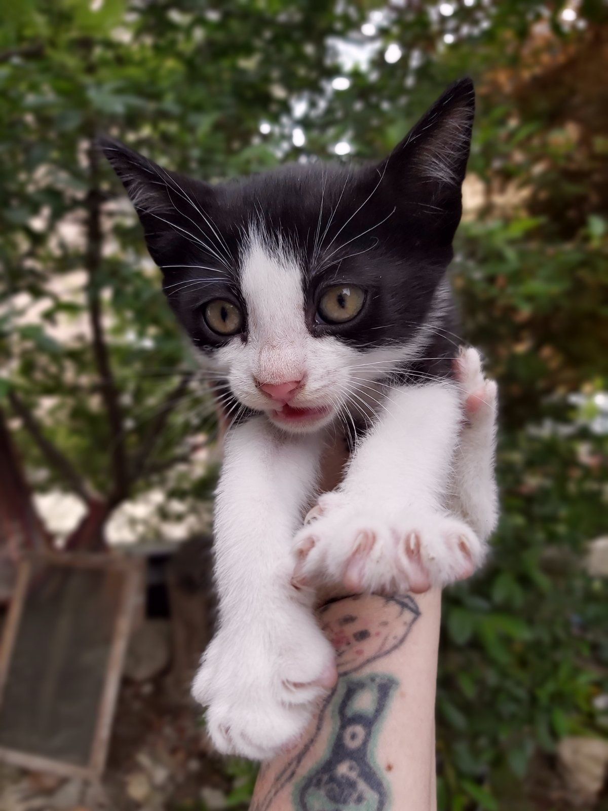 Подарявам котета