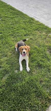 Beagle tricolor - 9 luni