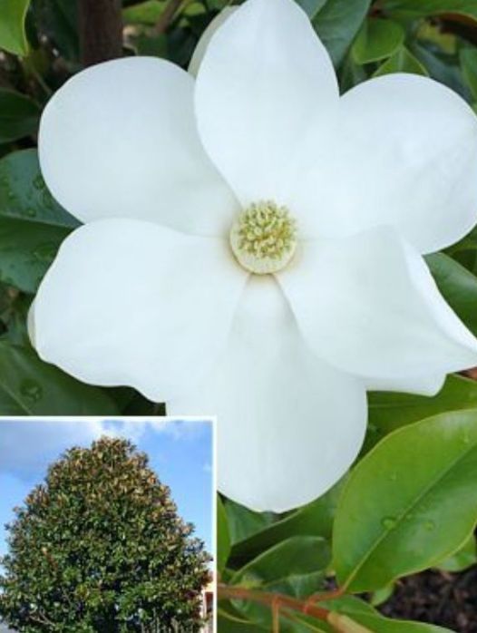 Magnolia Grandiflora la Ghiveci