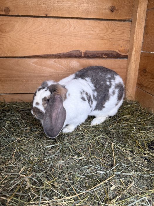De vanzare iepuroaice de berbec si un cocos de brahma columbia