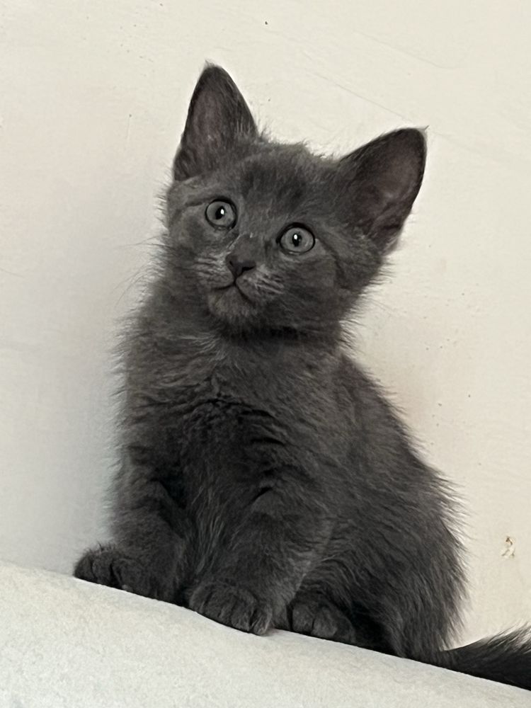 котята девочки бесплатно