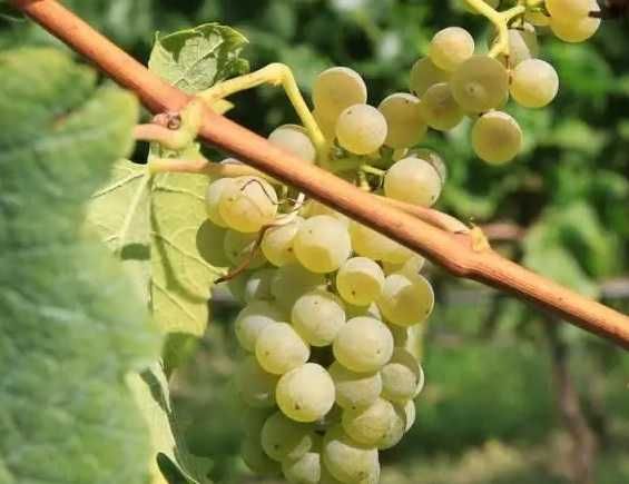 Vand struguri albi Riesling Italian - cca 2000-2500Kg